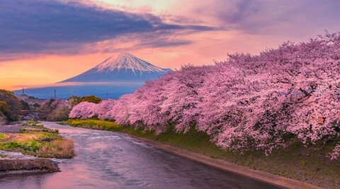 Sakura (Kiraz Çiçeği) nedir?