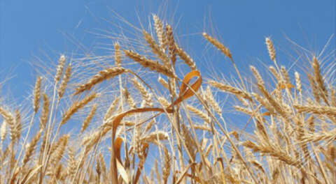 Pandemi sürecinde değerlenen buğdaya ilgi arttı
