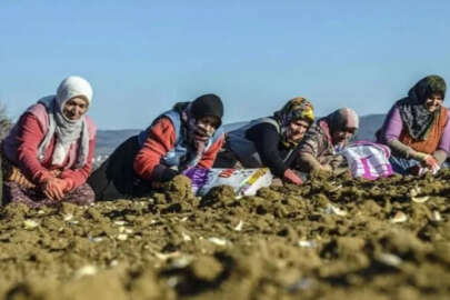 'Beyaz altın' toprakla buluştu