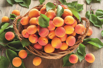 Kayısı düşük rekolte tehlikesiyle karşı karşıya