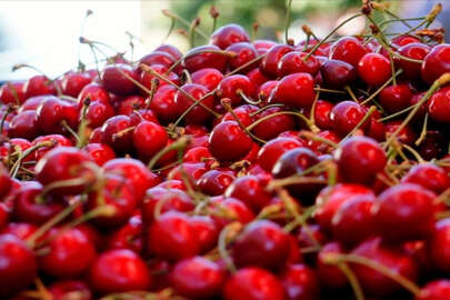 Lapseki kirazına sayılı günler kaldı