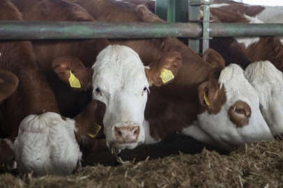 Tarım ve Orman Bakanlığı 'özel sektöre kesimlik hayvan ithalatı izni' iddialarını yalanladı