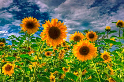 Sulama projesi ve yağışlar ayçiçeği üreticisinin yüzünü güldürdü!