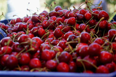 Niğde'nin ihraç edilen kirazının hasadı başladı