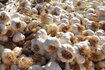 Taşköprü Sarımsağı pazara indi: 20 ile 45 TL arasında alıcı buluyor