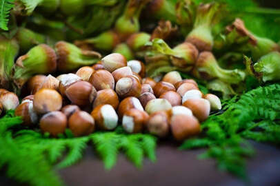 Fındık yevmiyesi fiyatları belirlendi