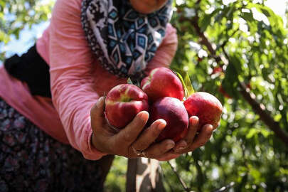 Mardin'de şeftali hasadı başladı: 40 ton rekolte bekleniyor