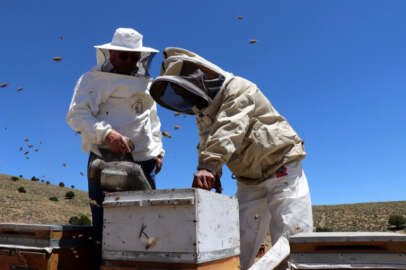 Bal üreticilerinden kovan alanlarının artırılması talebi