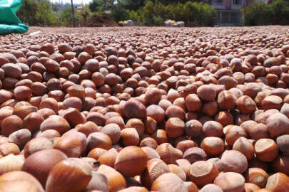 Fındık fiyatları yüksek Hızla yükseliyor