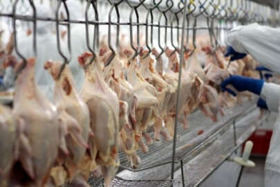 TÜİK açıkladı! Tavuk eti üretiminde artış