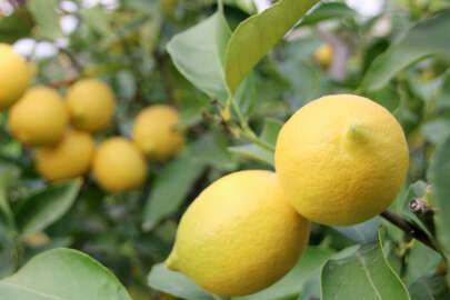 Bahçede 3, halde 4, markette 24 lira: Limonda fahiş fiyat farkı