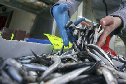 Hamsi ihracatından 8,3 milyon dolar gelir