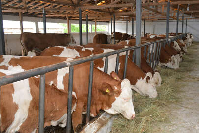 Hayvancılık işletmelerine hibe