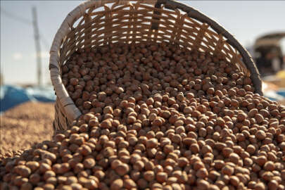 Fındıkta hasat devam ediyor