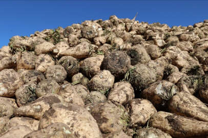 Şeker pancarında nakliye krizi