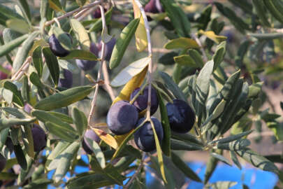 Zeytin hasadında yüksek rekolte beklentisi!