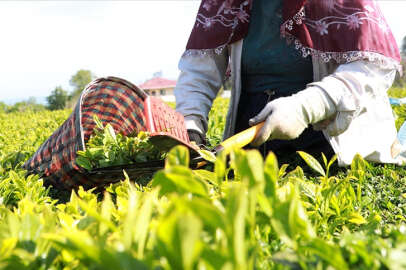 Çay üreticilerine bugün 1 milyar 763 milyon liralık destek ödemesi yapılacak