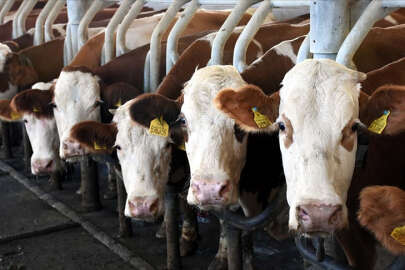 İnek sütü miktarı eylülde yıllık bazda yüzde 4,6 arttı