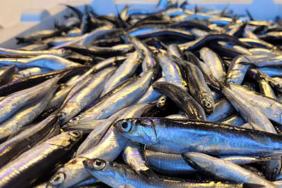 Bolu'da hamsiye rağbet sürüyor