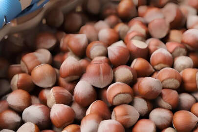 Findik Fiyatindaki Dalgalanmadan Üretici De Tüccar Da Memnun Degil !