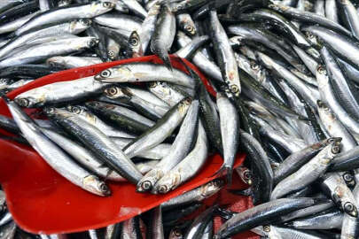 Marmara da  hamsi bereketi !