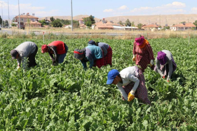 Mevsimlik tarım işçilerinin çalışma ve yaşam koşulları iyileştirilecek!
