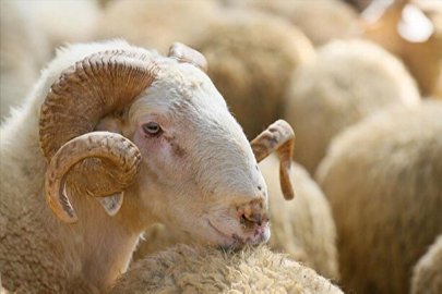 2024 kurbanlık fiyatları açıklandı!