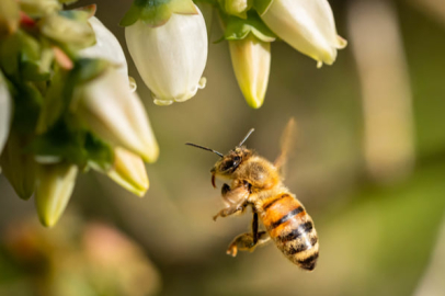 Bal dışındaki arı ürünleri de ülke ekonomisine "enerji" verecek