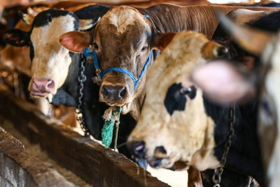 Kurban pazarında IBAN dönemi!