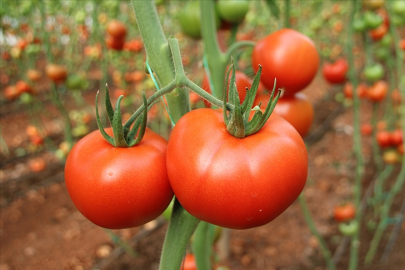 Balıkesir’in verimli topraklarında mahsul krizi:
