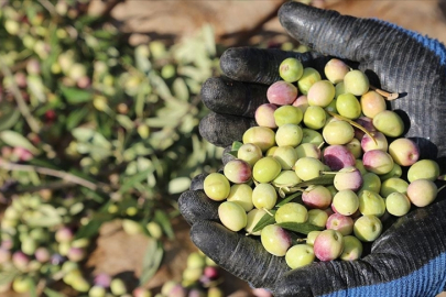 Marmarabirlik’te rekolte beyan alımları başlıyor