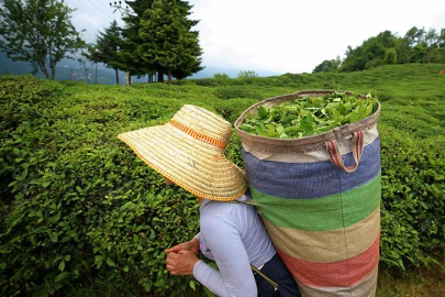 ÇAYKUR yaş çay bedeli ödemelerine başladı!