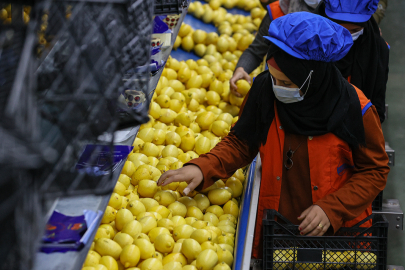 Limon ihracatı geçici olarak durduruldu Ticaret Bakanlığı: