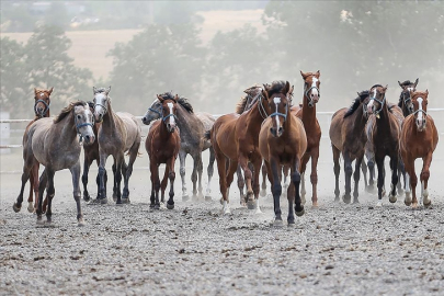 TİGEM 69 safkan Arap koşu tayı satacak.