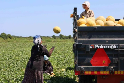 Kadın işçiler ekmek parasını topraktan çıkarıyor...