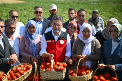 Bakan Yumaklı hasada katıldı, üreticilerle domates topladı.