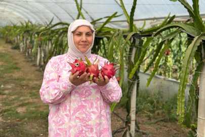 Samsun'da ejder meyvesi hasadı yüzleri güldürdü!
