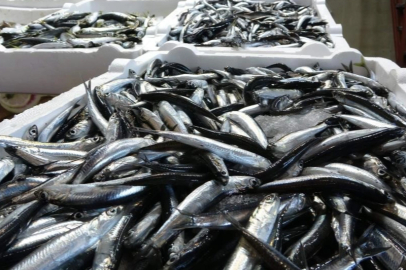 Balıkçılar sezona hamsi ve istavrit bolluğuyla girecek.