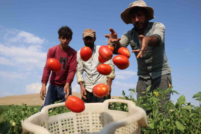 Dışarıda 25 liraya alacağınıza tarlada 8 liraya alın!