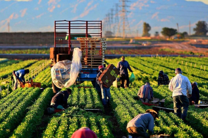 İşlenmeyen araziler kiralanacak: