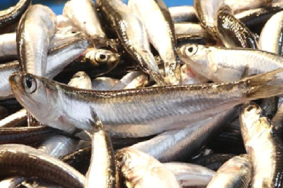 Hamsi ihracatından 8 ayda 9,9 milyon dolar gelir.