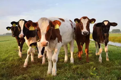 Büyükbaş sayısı haziran itibarıyla 17, küçükbaş sayısı 58 milyon oldu.