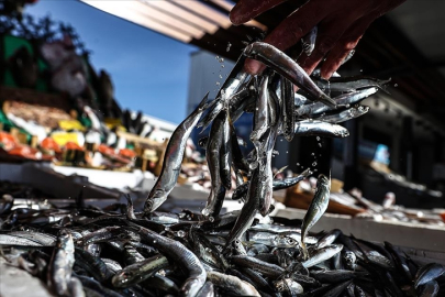 Hamside uygulanan kota verimi artırdı.