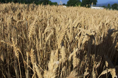 Dünya tahıl arzında rekor bekleniyor!