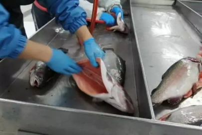 Türk somonu ihracatı yılın 9 ayında 369 milyon dolara yaklaştı.