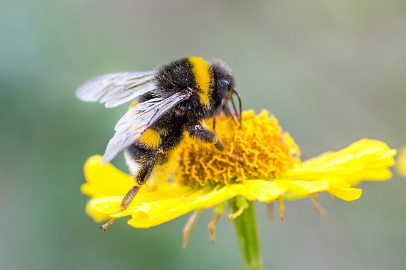 İklim değişikliği nedeniyle bombus arılarının hayatta kalma ve üreme yetisi tehlikede.