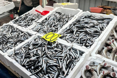 Hamsi ucuzlayınca tezgahlarda yoğunluk oluştu.