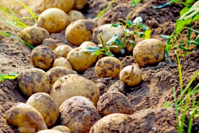 Ticaret Bakanlığı'ndan patates fiyatlarına ilişkin açıklama!