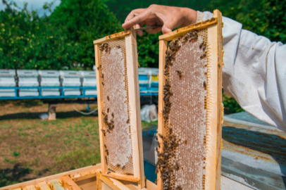 Çam balı rekoltesi o ilde yüz güldürdü.
