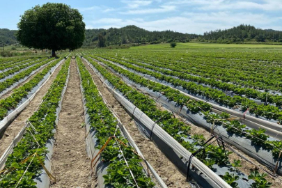Kalkınma programları ile kırsal bölgelerde istihdam sağlanıyor...